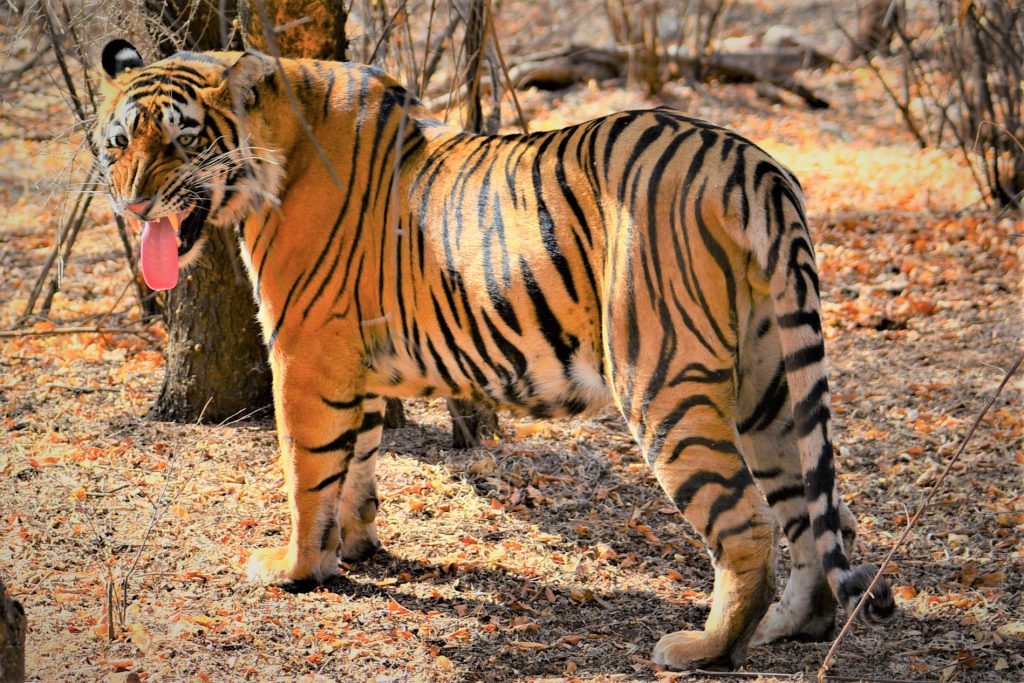 Best Time To See Tigers In India