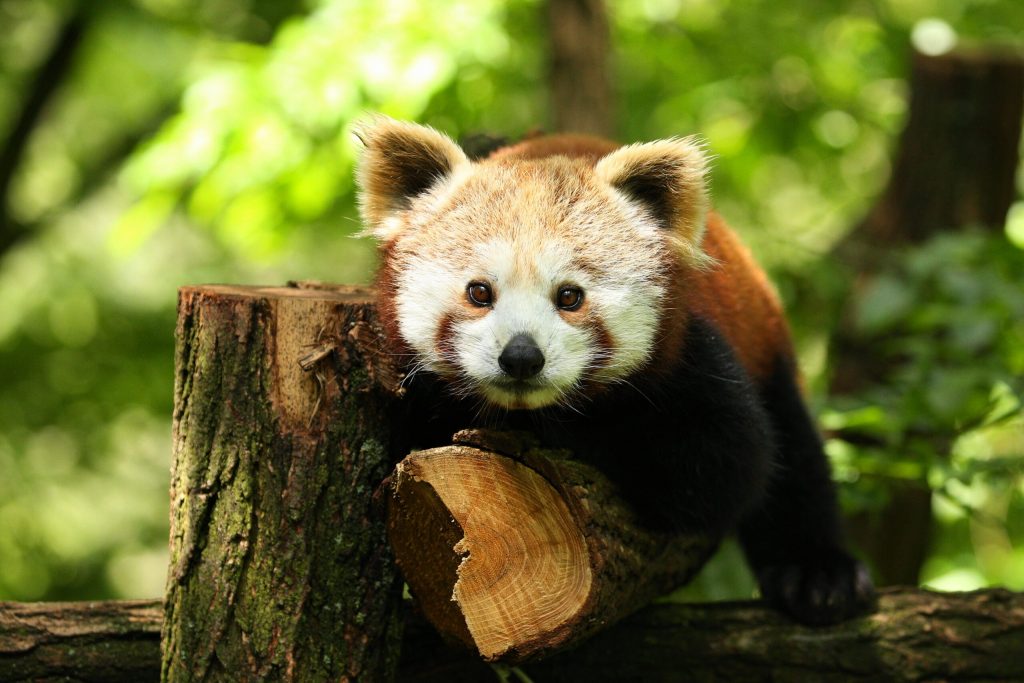 Red Panda Tour in India: An Unforgettable Wildlife Experience