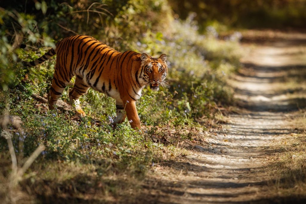 Book India\’s Exclusive Tiger Safari Hotspots Now