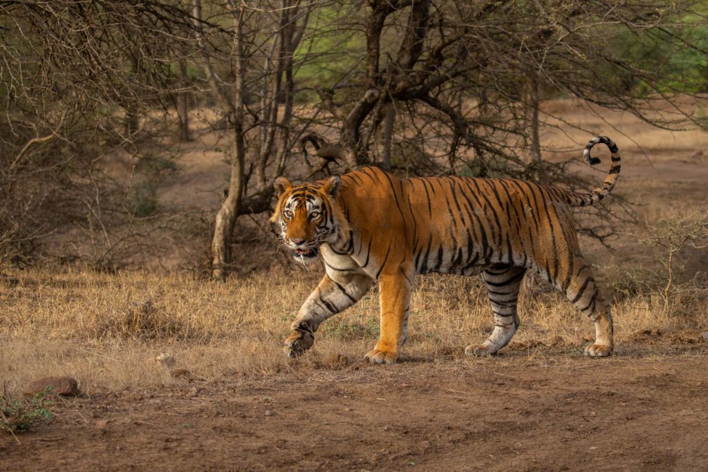 Explore the Untamed Beauty of Tadoba National Park