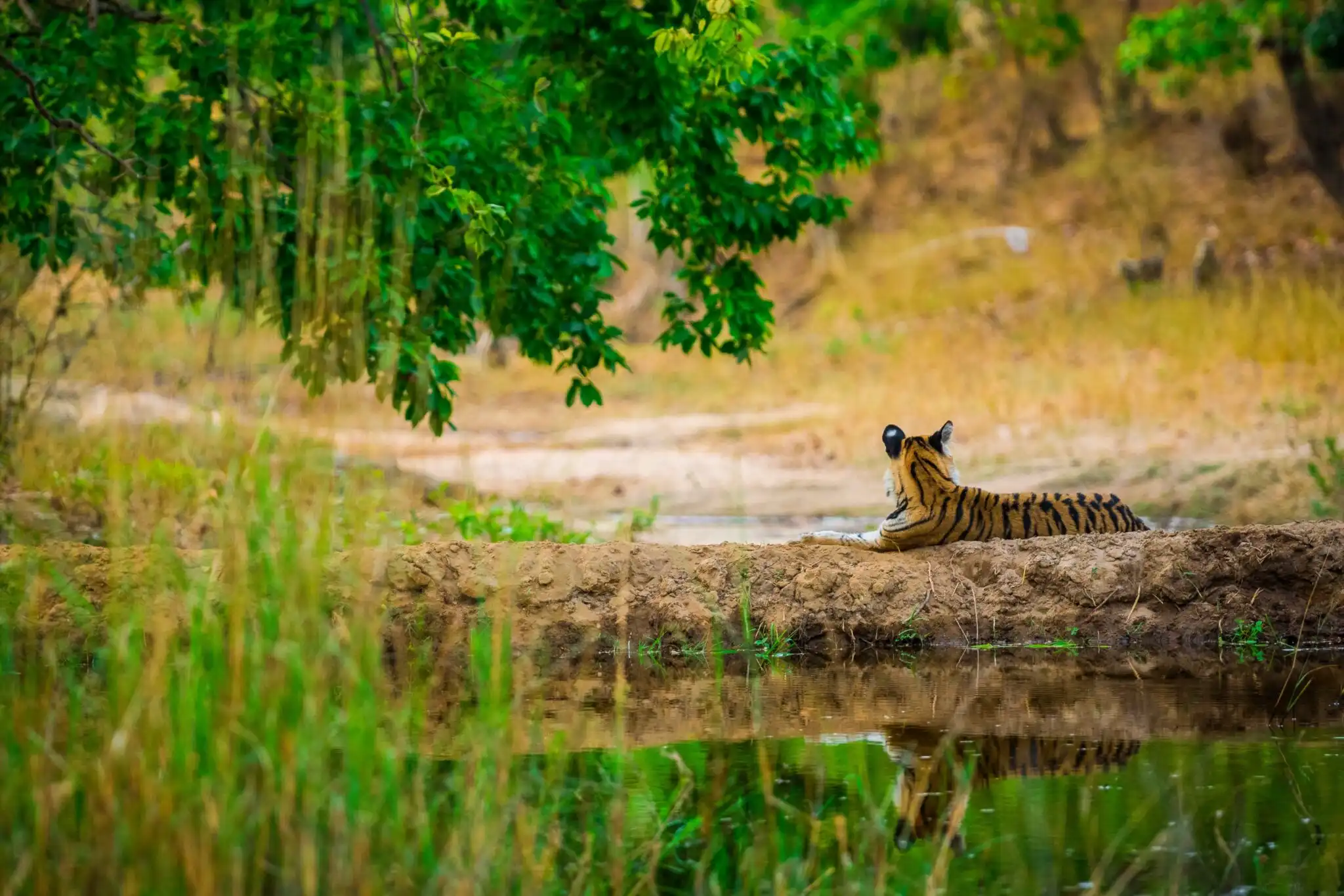 Planning a Tiger Safari in Pench National Park