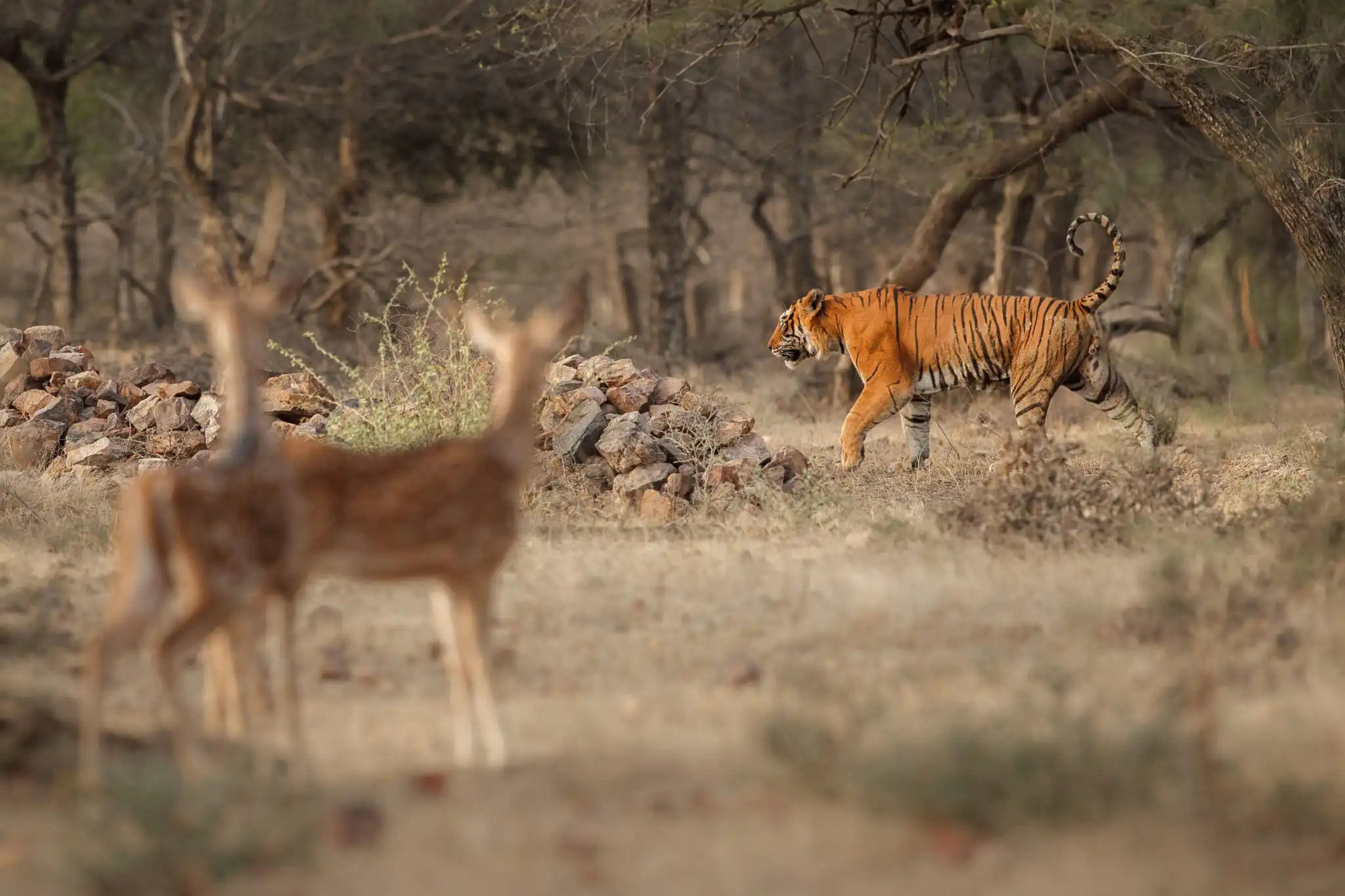 Bandhavgarh National Park jungle safari tiger sighting