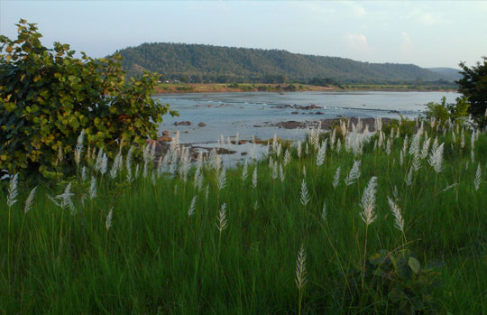 India Tiger Safari