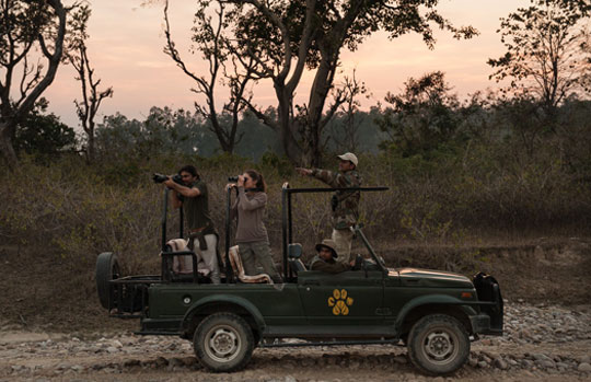 India Tiger Safari