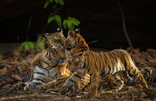 India Tiger Safari