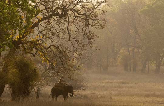 Bandhavgarh Tiger Reserve