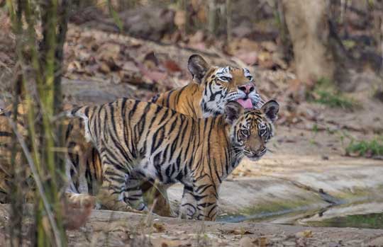 Bandhavgarh National Park