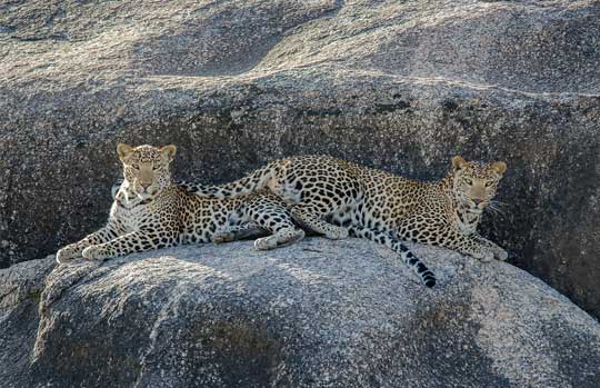 Jawai Leopard Sanctuary