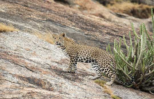 Bera Leopard Safari