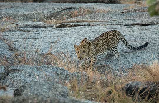 Bera Leopard Sanctuary