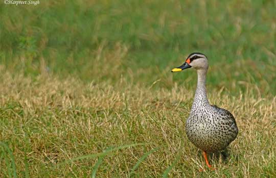 Keoladeo National Park India