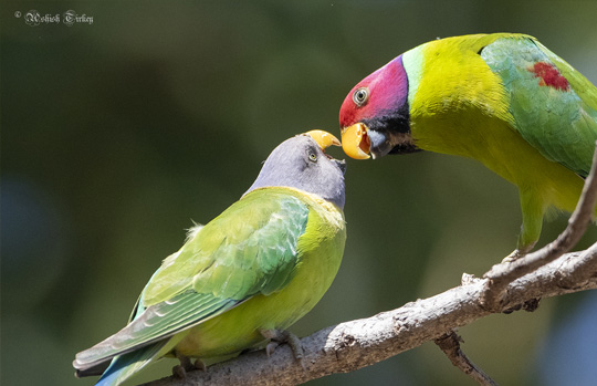 Bharatpur Bird Sanctuary