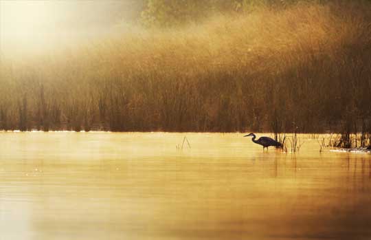 Chambal National Park