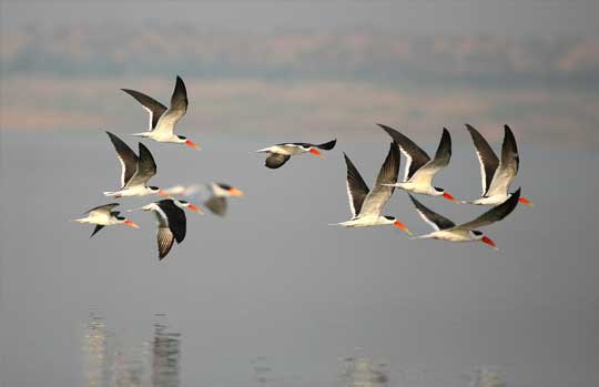 Chambal Sanctuary