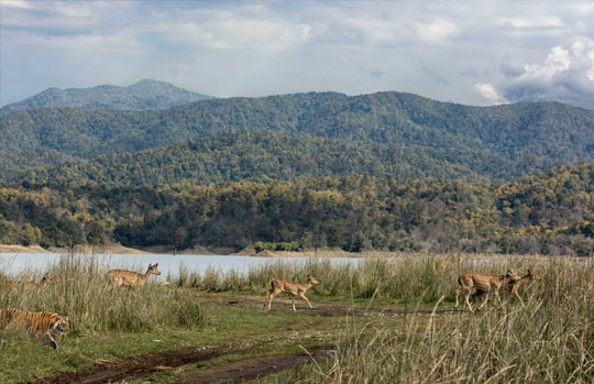 Corbett National Park