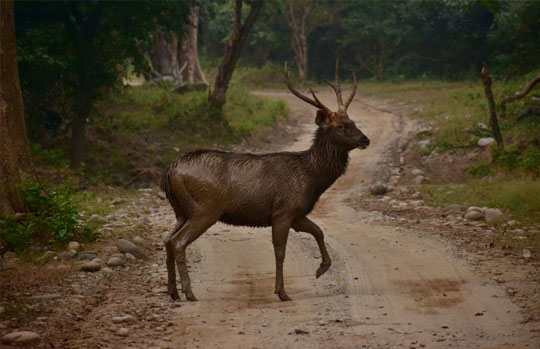 Jimmy Corbett National Park