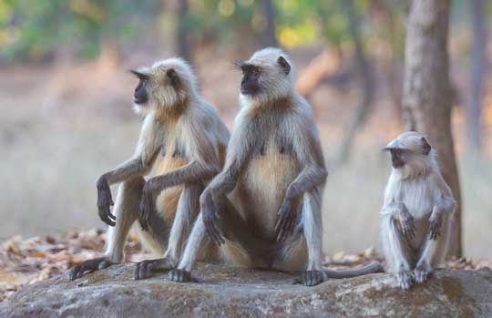 Jim Corbett National Park In India