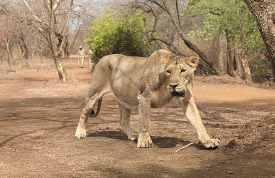 Gir National Park