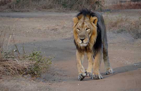 Gir Forest India