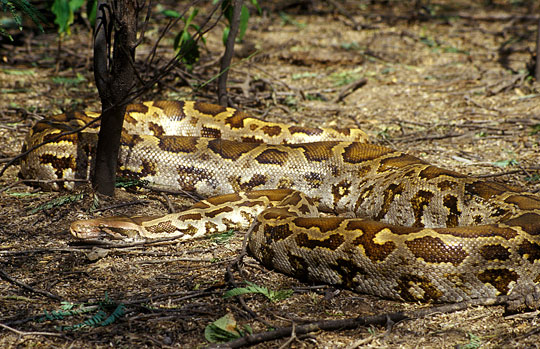 Nagarhole, Nagarhole Tiger Reserve