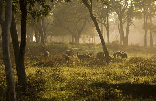 Nagarhole National Park