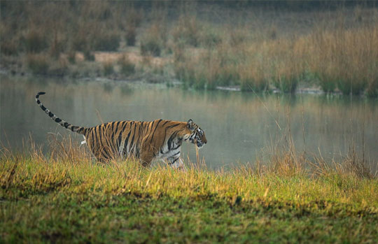 India Tiger Safari