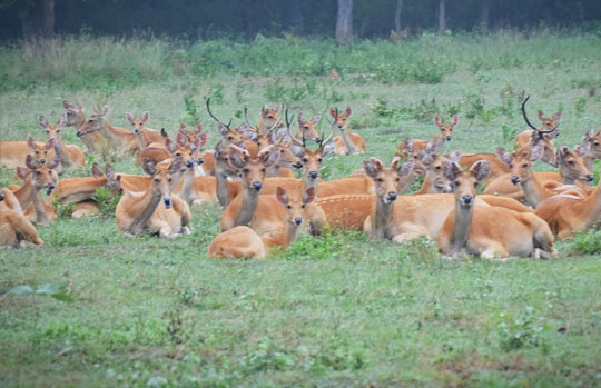 Kanha Tiger Reserve India