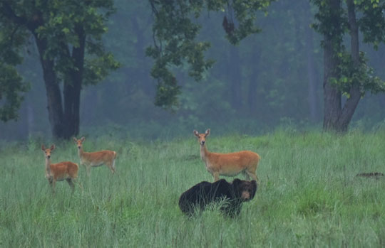 Kanha National Park India