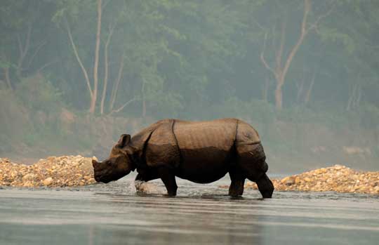 India Tiger Safari