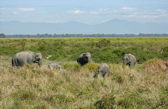 Kaziranga National Park