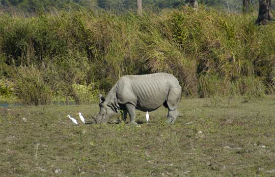 Kaziranga Tiger Reserve