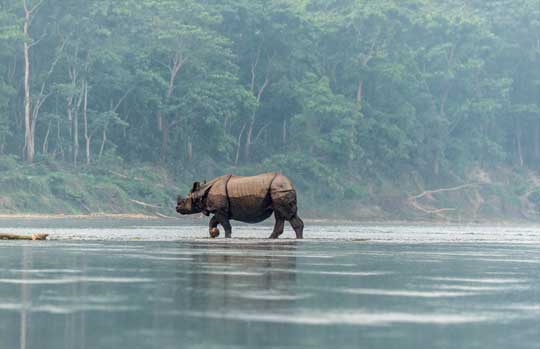 Kaziranga, National Park of Kaziranga