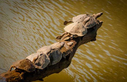 Kaziranga India