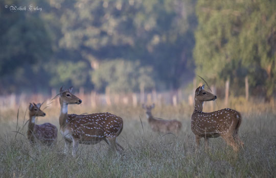 Panna National Park