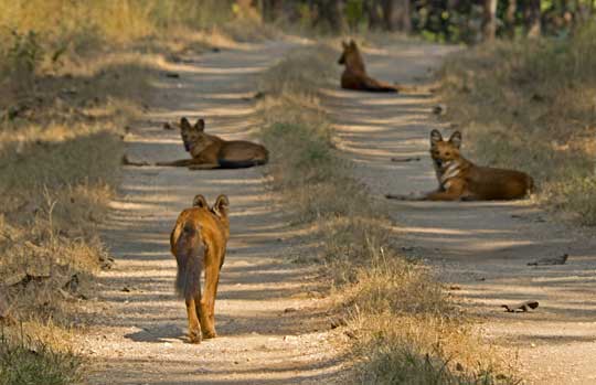 India Tiger Safari