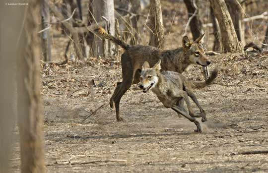 Pench Tiger Reserve