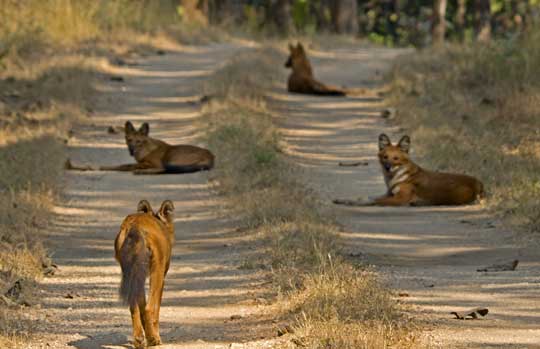 Pench India, Pench National Park India