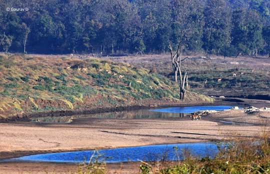 Pench National Park