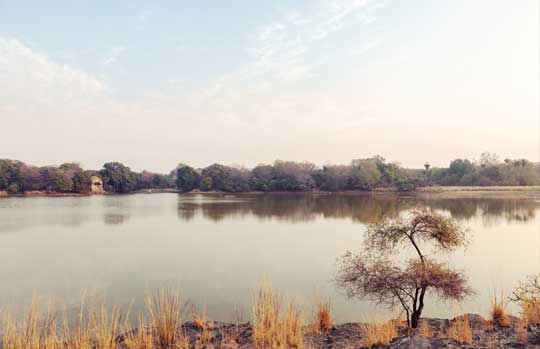 Ranthambhore Tigers