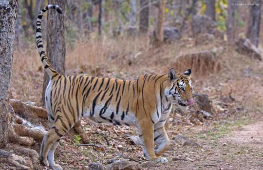 India Tiger Safari