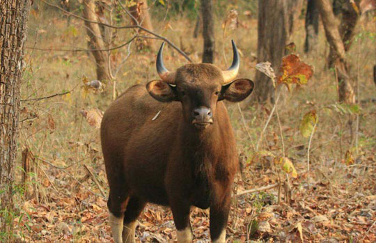 Satpura Tiger Reserve