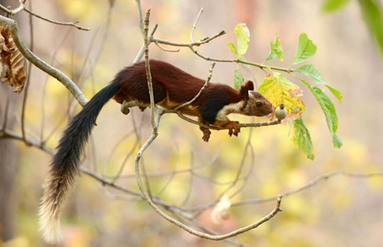 Madhai National Park