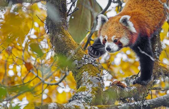 Red Panda Tours India