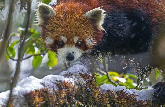 Red Panda Tours