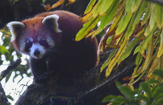 Singalila National Park