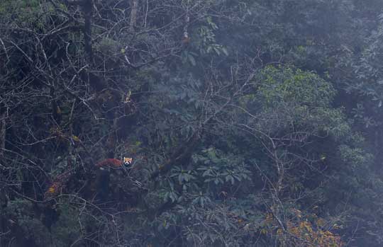 Singalila National Park