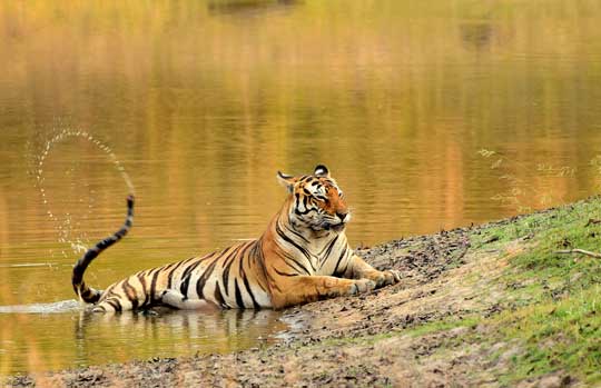 India Tiger Safari