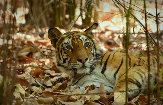 Tadoba Tiger Reserve