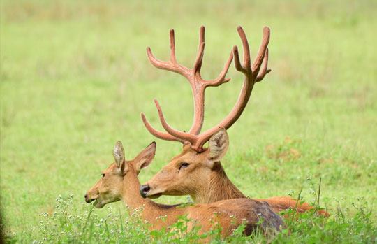 Kanha National Park