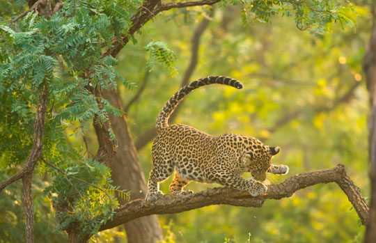 Kanha Tiger Reserve